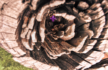 close up of tree trunk with the lilac flower inside