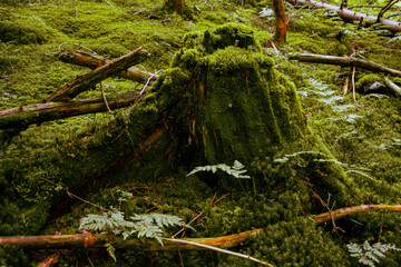 moss covered tree trunk