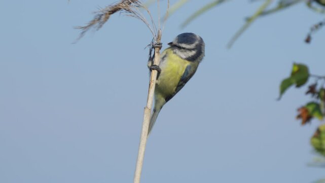 Eurasian Blue Tit (Cyanistes caeruleus) swings on a branch and uses its beak to get food for itself. Sunny morning.  Wildlife.  Slow motion.