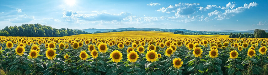 Obraz premium A vibrant, expansive sunflower field under a clear blue sky, with the bright yellow blooms stretching toward the sun.