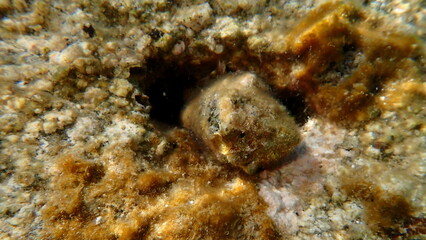 Southern oyster drill or Redmouthed rocksnail (Stramonita haemastoma) undersea, Aegean Sea, Greece, Halkidiki, Kakoudia beach
