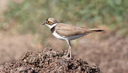 red winged blackbird