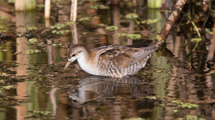country goose in the water