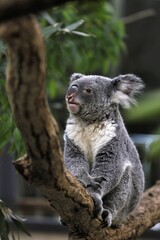 樹上に座るコアラのポートレート