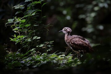 横向きのオーストラリアイシチドリ