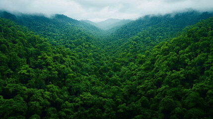 Fototapeta premium Vast rainforest valley stretching endlessly, covered in dense, vibrant green trees, with mist rolling over distant hills.