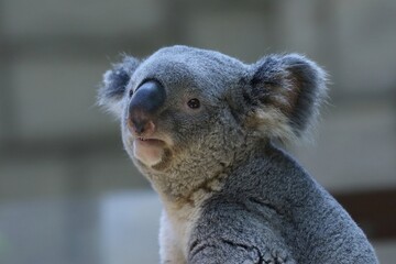 見つめるコアラの顔のアップ