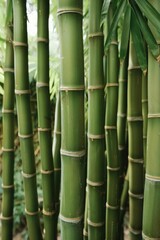 Obraz premium Lush Green Bamboo Stalks in a Tropical Rainforest Setting, Ideal for Natural Border Designs