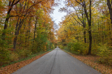 Fototapeta premium Autumn road in colorful forest landscape. Warm fall colors, green yellow orange leaves on trees in beautiful deciduous woods outdoor. Country driveway forward. Natural seasonal tourism and traveling.