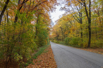 Autumn road in colorful forest landscape. Warm fall colors, green yellow orange leaves on trees in beautiful deciduous woods outdoor. Country driveway forward. Natural seasonal tourism and traveling.