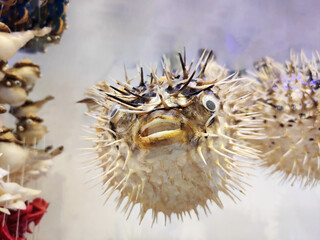 Souvenir of dried spherical puffer fish with needles