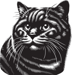Scottish Fold Cat Cute Vector 