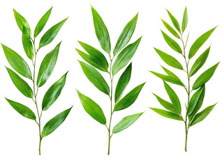 Fototapeta premium Fresh Green Bamboo Leaves Isolated on Transparent Background for Natural Design