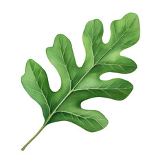 Vibrant Green Oak Leaf on White Background