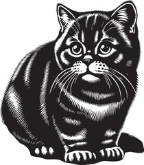 Scottish Fold Cat Cute Vector 