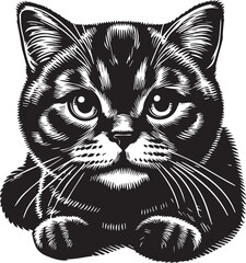 Scottish Fold Cat Cute Vector 