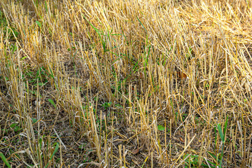Close-up of a field with mown and harvested wheat.