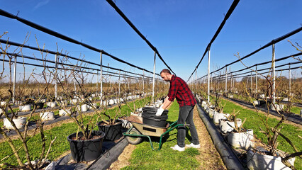 A male gardener with wheelbarrow working in an blueberries organic farm.