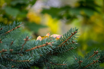 A leaf on a branch of a fir tree