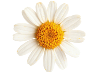 Spring floral design: common daisy blossom isolated on white background for nature-inspired projects