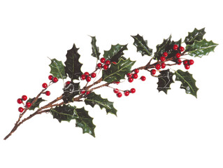 Christmas holly branch with red berries on white background for holiday design