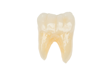 Dental hygiene: isolated tooth with dentist tool on white background for medical use