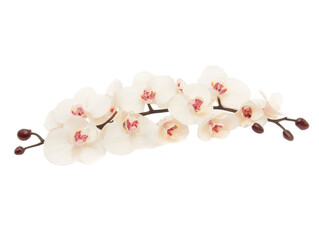 Fototapeta premium Elegant white orchid branch for floral design and spring themes