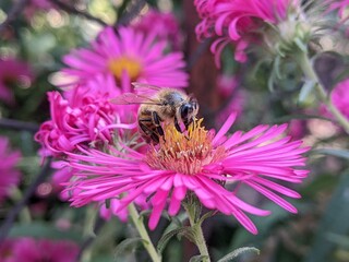bee on pink flower
