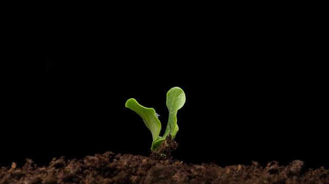 Growing plants in spring, timelapse. Sprouts germination newborn Cucumber. Green seedling