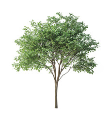 A large green tree with a thick trunk stands alone against a minimalistic background