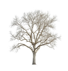 Fototapeta premium A solitary leafless tree stands on a white background during winters quiet stillness