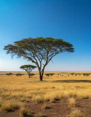Obraz premium Vast Open Savannah Stretching to the Horizon, With Towering Acacia Trees Dotted Across the Landscape, Beneath a Clear Blue Sky and Gently Grazing Herds in the Distance