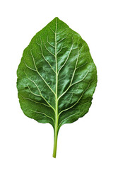 Obraz premium Fresh green leafy vegetable isolated on a light background showcasing its detailed texture