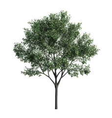 Obraz premium A large green tree with a thick trunk stands alone against a minimalistic background