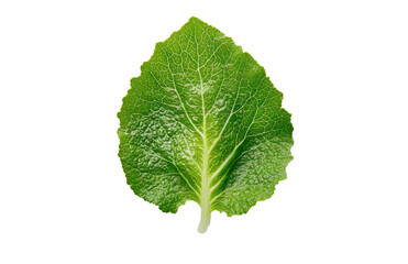 Fototapeta premium Fresh green leafy vegetable isolated on a light surface, showcasing its natural texture and color