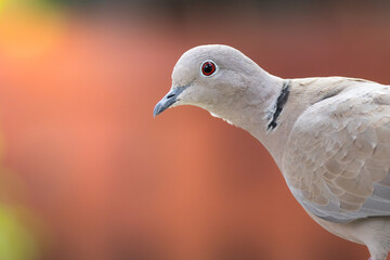 portrait of a wild eurasian collared dove