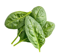 Obraz premium Fresh spinach leaves arranged neatly, showcasing their vibrant green color and texture
