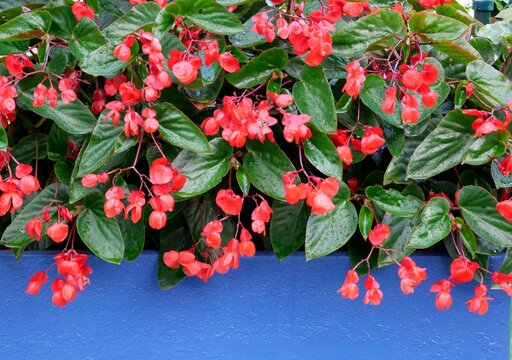 Pinke Bl&uuml;ten und gr&uuml;ne Bl&auml;tter vor blauer Wand