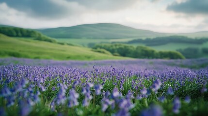 A vibrant European field of bluebells, with rolling green hills and open space for copy