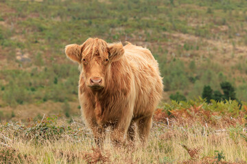 Highland Cow Standing in a Lush Meadow, its Thick, Shaggy Coat Blending Beautifully with the Natural Landscape, Capturing the Majestic Charm of this Iconic Breed in its Native Habitat