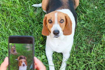A woman takes a photo of her pet beagle during playing on her phone.