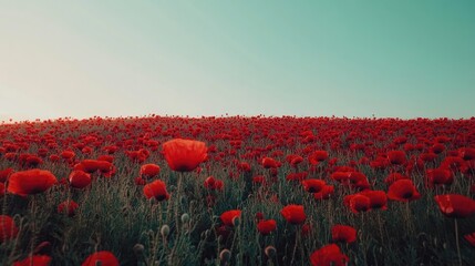 Obraz premium European poppy fields under a clear sky, vibrant red blooms with ample copy space in the background
