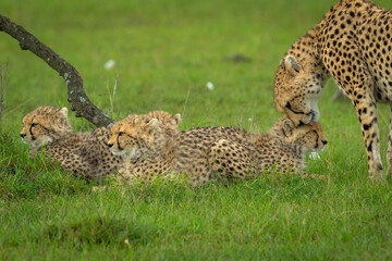 Female cheetah stands licking cub beside others
