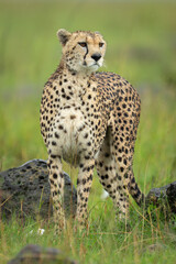 Female cheetah stands beside rocks turning head
