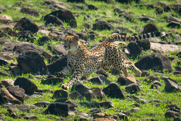Female cheetah sprints over rocks on hillside