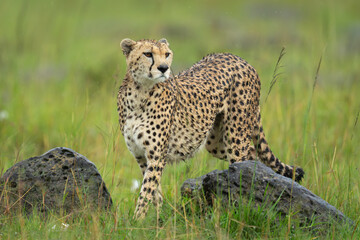 Female cheetah stands by rocks turning head