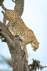 Female cheetah shows claws climbing down tree
