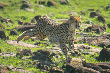 Female cheetah runs over rocks down hillside