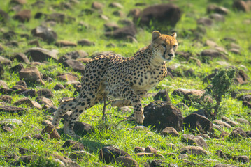 Female cheetah runs down slope over rocks