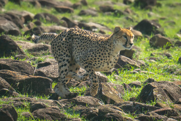 Female cheetah runs downhill over rocky slope